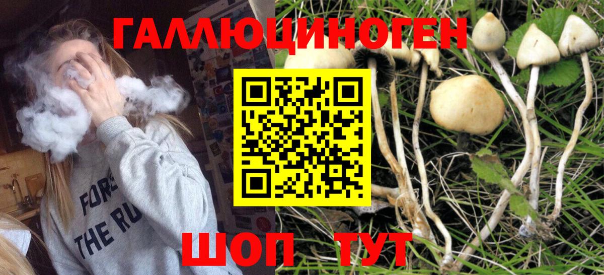 Галлюциногенные грибы Psilocybe Кимовск
